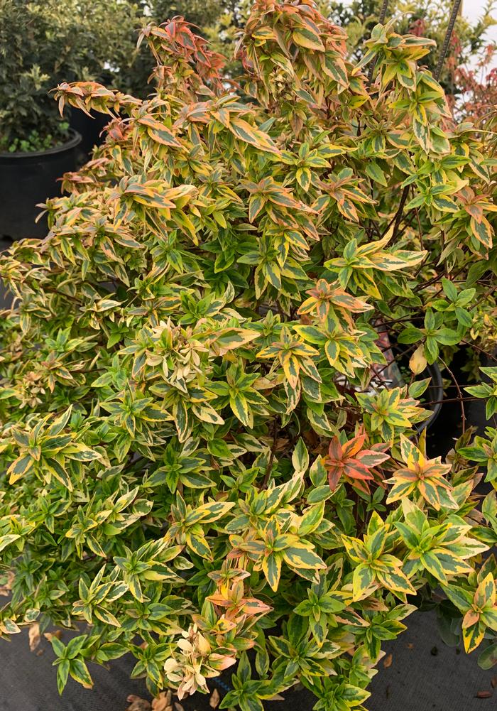 Abelia grandiflora Kaleidoscope