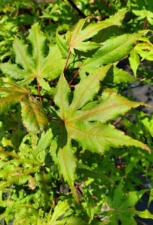 Acer palmatum Amber Ghost