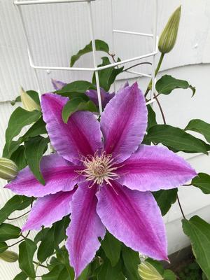 Clematis Kilian Donahue