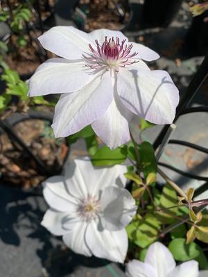 Clematis Mrs. Bateman