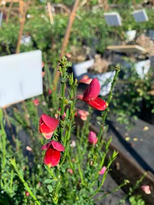 Cytisus scoparius Burkwoodii