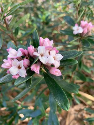 Daphne x medfordensis Lawrence Crocker