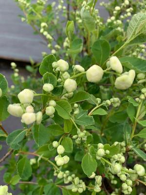 Exochorda Racemosa Snow Day® Blizzard(PP23329) 