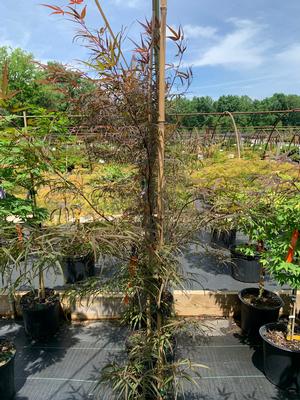 Acer palmatum Hubb's red willow