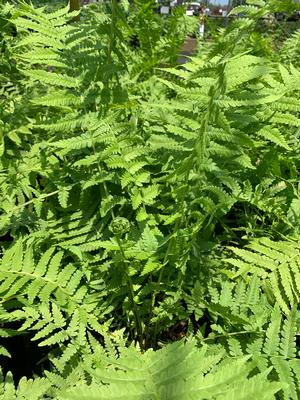 Fern-Matteuccia struthiopteris 