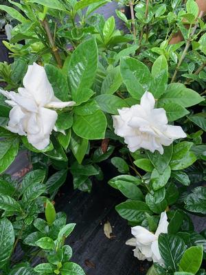 Gardenia jasminoides Summer Snow® (pp22797) 