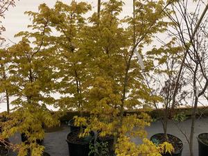 Acer palmatum Katsura