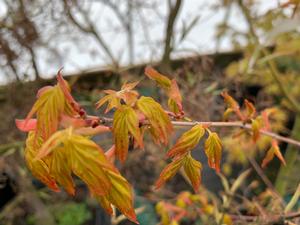 Acer palmatum Katsura Hime