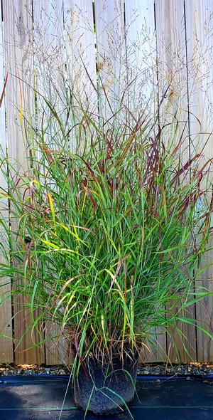 PANICUM VIRGATUM RUBY RIBBONS