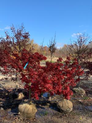 Acer palmatum Mikawa Yatsubusa