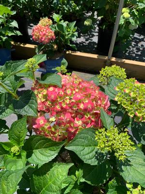 Hydrangea macrophylla Endless Summer® Summer Crush®(PP30359) 