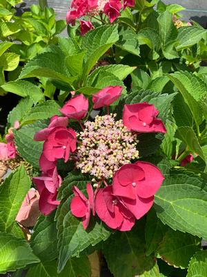 Hydrangea macrophylla Cherry Explosion™(PP28757) 