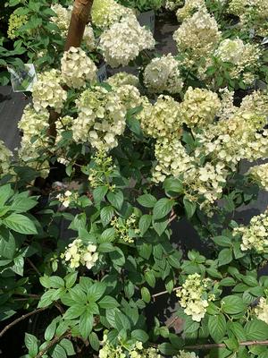 Hydrangea paniculata Strawberry Sundae® (PP25438) 