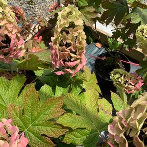 Hydrangea quercifolia Queen of Hearts