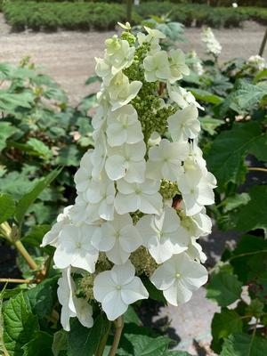 Hydrangea quercifolia Snow Queen