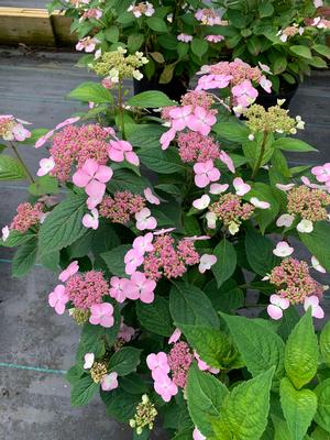 Hydrangea serrata Bluebird