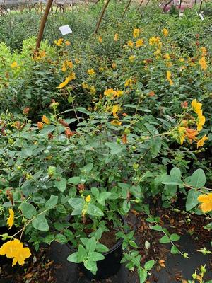 Hypericum Hidcote 