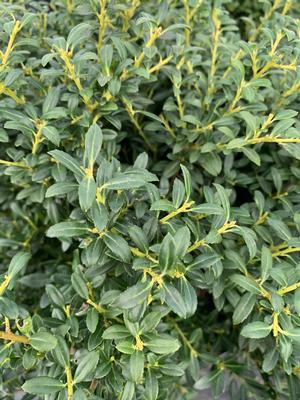 Ilex crenata Soft Touch