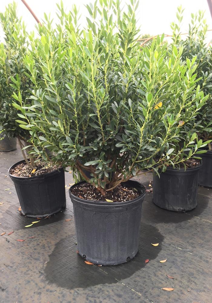 Ilex glabra Shamrock