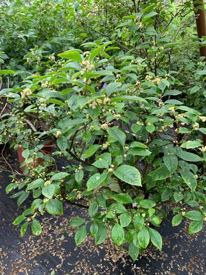 ILEX VERTICILLATA APOLLO