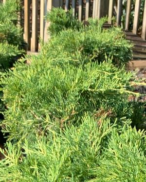 Juniperus chinensis Gold Lace