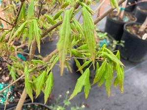 Acer buergeranum Mino Yatsubusa