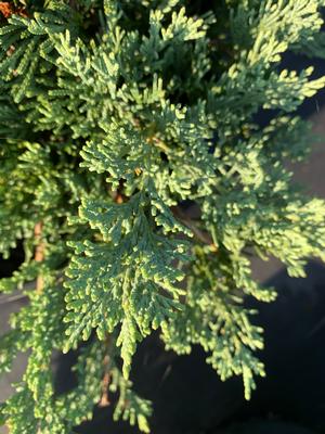 Juniperus horizontalis Wiltonii (Blue Rug)