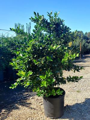 Ligustrum lucidum 