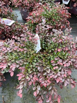 Loropetalum chinensis Crimson Fire™(pp25534) 