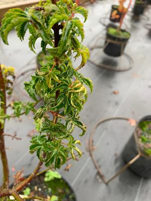 Acer palmatum Shishigashira