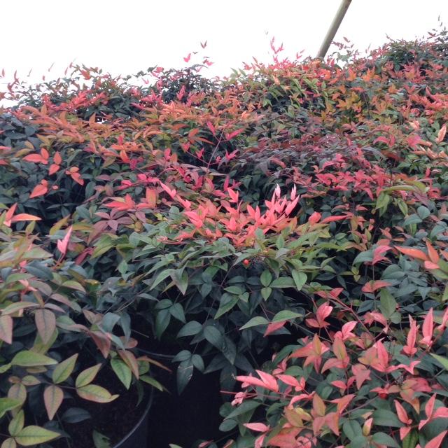 Nandina domestica Harbor Belle