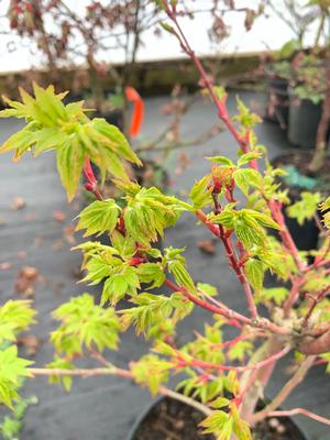 Acer palmatum Winter Flame