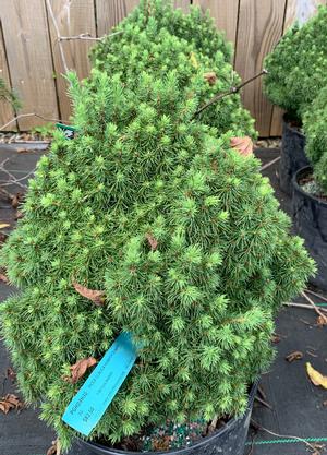 Picea glauca Humpty Dumpty