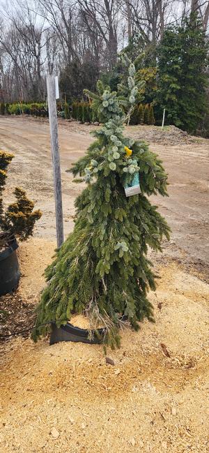 Picea omorika Pendula Bruns