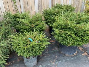 Picea orientalis Shadows Broom