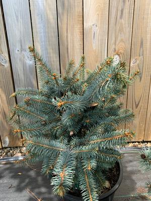 Picea pungens Ruby Teardrops