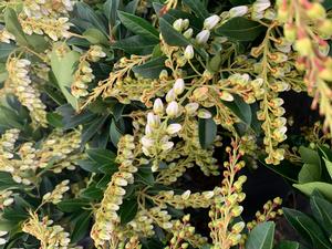 Pieris japonica Temple Bells