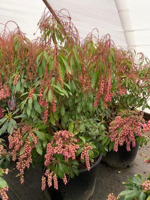 Pieris japonica Valley Valentine