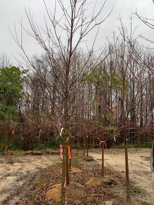 Acer Rubrum 