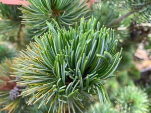 Pinus parviflora Glauca