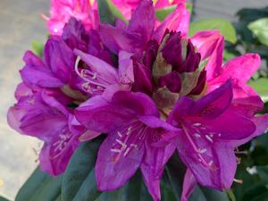 Rhododendron Anah Kruschke