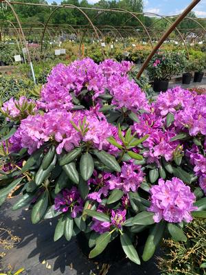 Rhododendron catawbiense Boursault