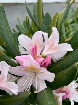 Rhododendron Cunningham's White