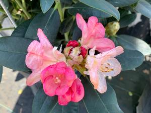 Rhododendron Percy Wiseman