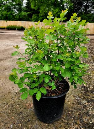 Rhus aromatica Grow Low