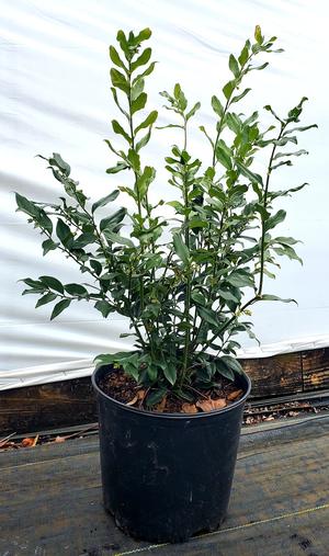 Sarcococca confusa 