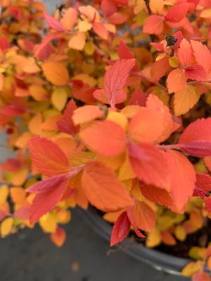 Spiraea Double Play® Candy Corn®(PP28313) 