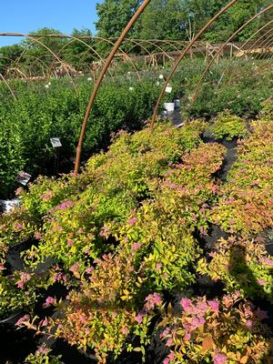 Spiraea JAPONICA GOLDMOUND