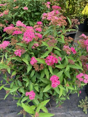 Spiraea japonica Neon Flash