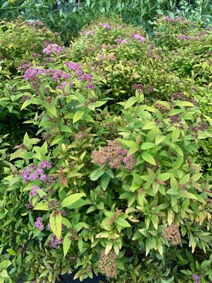 Spiraea x bumalda Goldflame